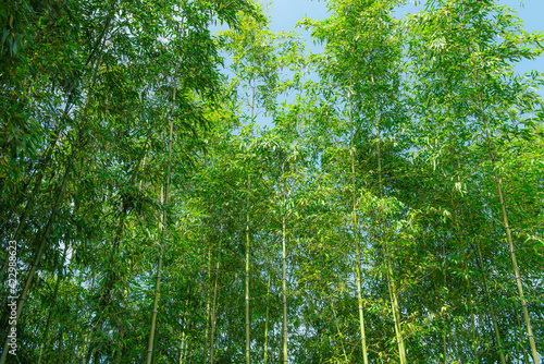 Background material of green bamboo forest
