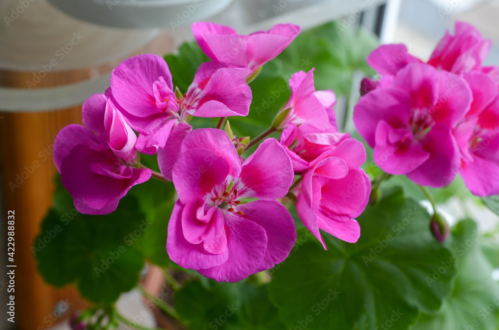 Obraz premium Macro picture of a house plant in a pot, blooming with bright pink beautiful flowers. Domestis gardening, beautiful fresh floral background. Pink geranium. 