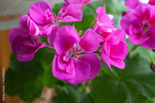 Blooming bush of geranium on the windowsill  bright and beautiful bunch of pink flowers with green leaves.Floral and botanical background