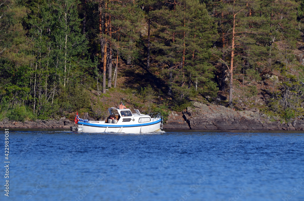 Fototapeta premium Forest on a summer day in Central Norway