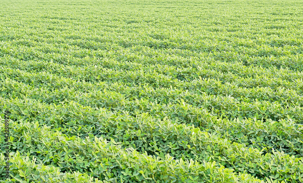 Peanut plantation. Peanut plantation.