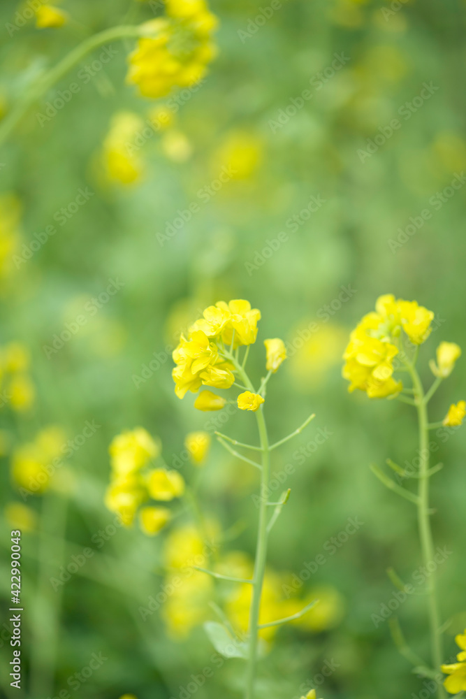 Rape seed flowers in field springtime