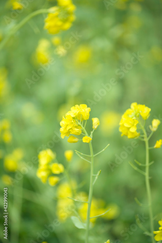 Rape seed flowers in field springtime © zhikun sun