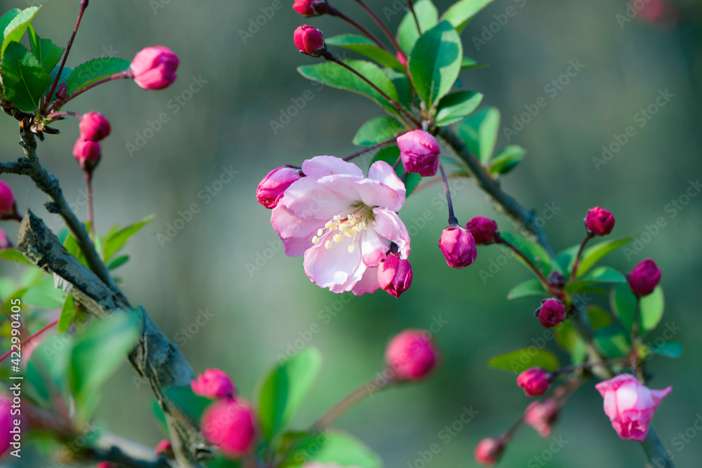 Spring, pink Crabapple blossom tree Spring, pink Crabapple blossom tree