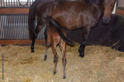 Newborn Arabian foal swishing tail as it nurses in stable stall