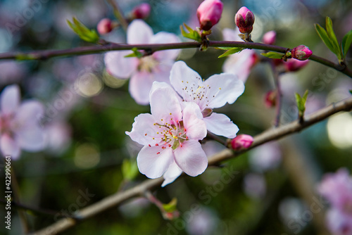 Close-up of pink peach flower. Peach blossom. © zhikun sun