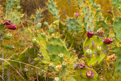 Cactus en el Paraje Natural Marismas del Río Piedras y Flecha del Rompido, municipio de Cartaya, provincia de Huelva, comunidad autonoma de Andalucia, pais de España