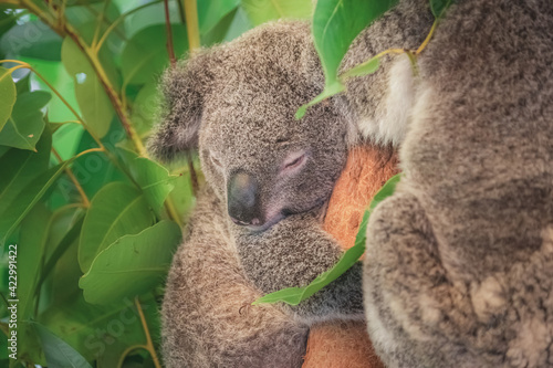 Fototapeta Naklejka Na Ścianę i Meble -  Close-up, tender portrait of a cuddly, young Koala bear (Phascolarctos cinereus) in a tree in Queensland, Australia.