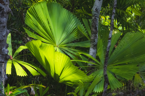 Lush  green tropical Australian fan palm  Chamaedorea elegans  leaves in the Daintree Rainforest in Queensland Australia catch dappled sunlight  photosynthesis .