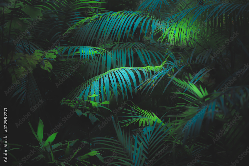 Φωτογραφία Lush, green tropical parlour palm (Chamaedorea elegans) or neanthe bella palm leaves in the Daintree Rainforest in Queensland Australia catch dappled sunlight (photosynthesis)