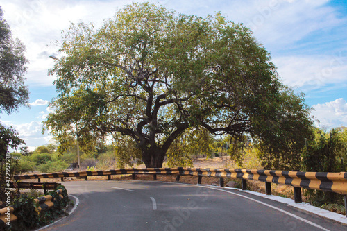 Arvore estrada guard rail 