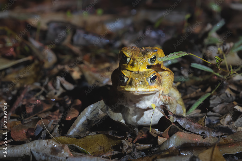 Male and female cane toads or giant neotropical toads (Rhinella marina ...