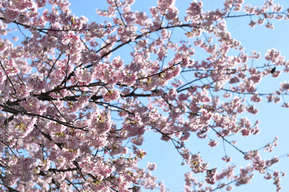 Spring cherry blossom in Tokyo