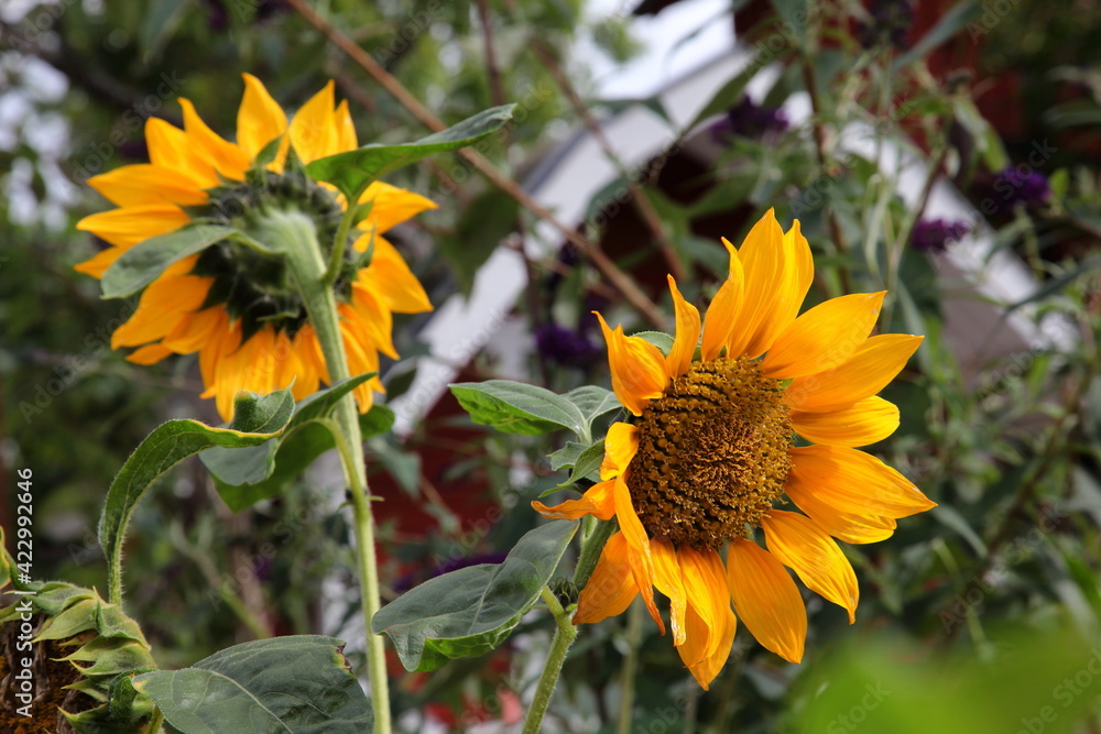 Sunflower in the garden Sunflower in the garden