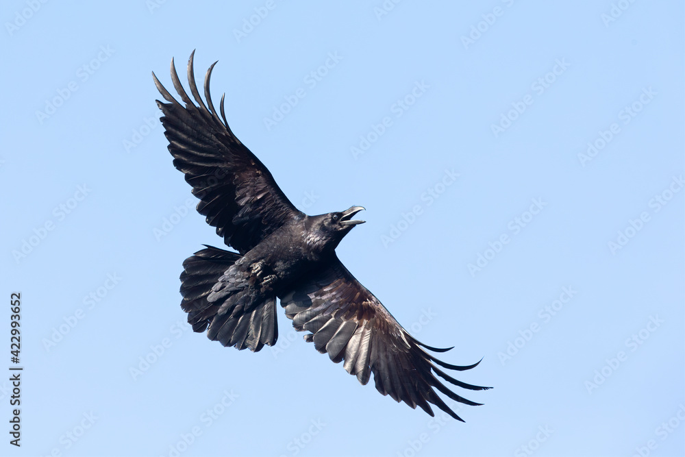 A northern Raven( Corvus corax) flying and calling aggressively. A northern Raven( Corvus corax) flying and calling aggressively.