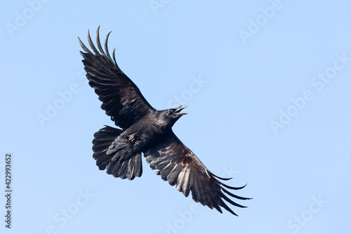 A northern Raven( Corvus corax) flying and calling aggressively. © Bouke