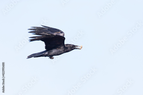 A northern Raven( Corvus corax) flying with food in its beak. © Bouke
