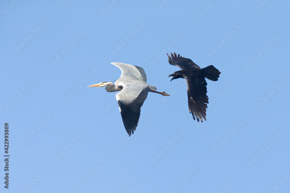 Fototapeta premium A northern Raven( Corvus corax) flying and attacking a grey heron aggressively.