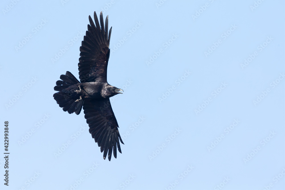 A northern Raven( Corvus corax) flying and calling aggressively. A northern Raven( Corvus corax) flying and calling aggressively.