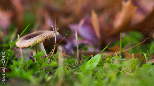 Feuillages et champignons au bord d'un étang