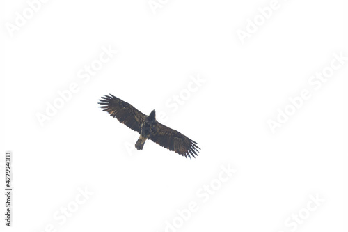 An imperial eagle soaring at high altitude in front of a cloudless sky.