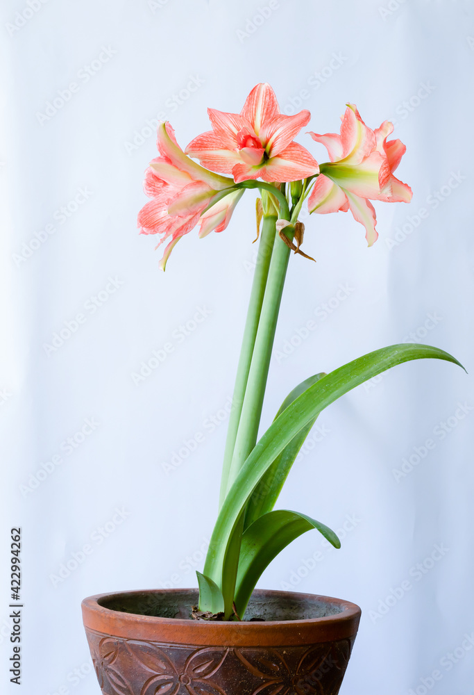 Vertical photo of Hippeastrum puniceum flower in the pot, white background.
