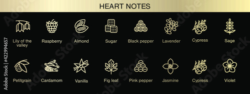 Vector icons aromas heart notes. Top notes pyramid chart with examples of popular aroma essences. Smell categories are oriental, woody, fresh and floral. Trend  examples of scents.