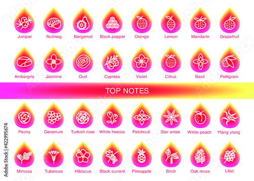 Vector icons aromas top notes. Top notes pyramid chart with examples of popular aroma essences. Scent categories are oriental, woody, fresh and floral. Trend  examples of scents.