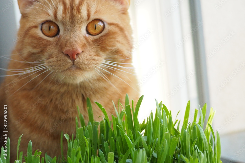 Rudy kot przy zielonej trawie - obrazy, fototapety, plakaty 