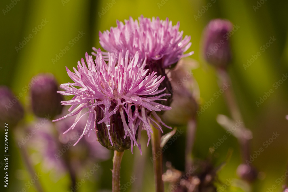Creeping Thistle (Cirsium arvense) blooming in summer. Canada thistle or field thistle. Honey flower. Creeping Thistle (Cirsium arvense) blooming in summer. Canada thistle or field thistle. Honey flower.