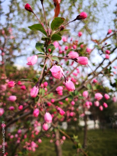 pink Malus halliana flower blooming in wild field