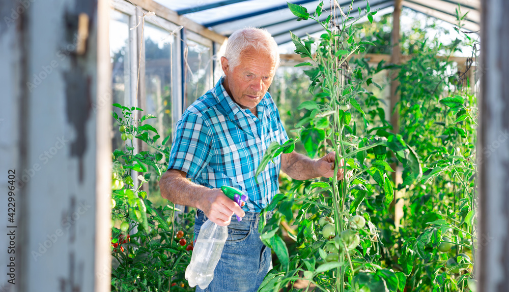 Fototapeta premium Farmer caring for tomato sprouts in greenhouse