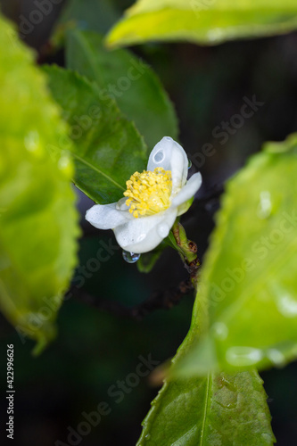Fototapeta Naklejka Na Ścianę i Meble -  in the raindrops Flower of tea plant Camellia sinensis White flower on a branch, Chinese tea bush blooming