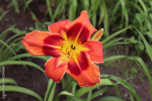 Carnival In Caracas. Luxury flower daylily in the garden close-up. The daylily is a flowering plant. Edible flower. Daylilies are perennial plants. They only bloom for 24 hours.