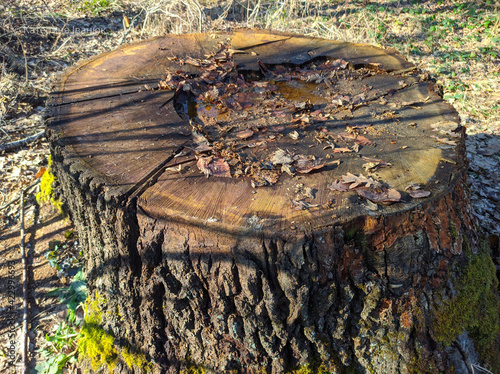 Big stump in spring in the forest