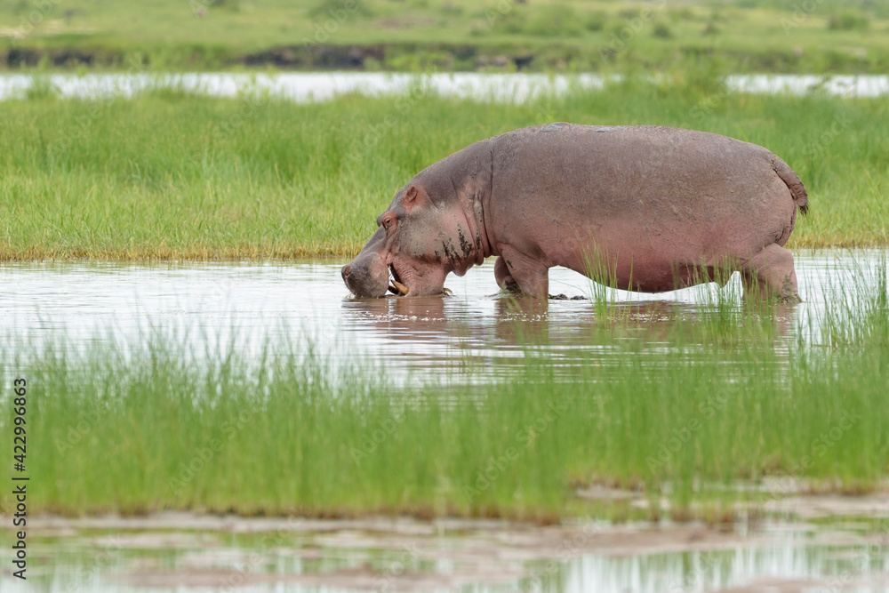 Hippopotamus (Hippopotamus amphibius) foraging in water, Amboseli national park, Kenya.