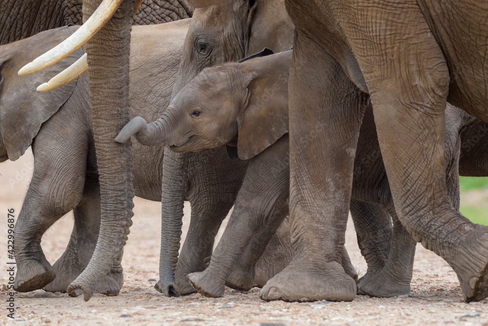 Obraz premium African elephant (Loxodonta africana) mother with baby walking on savanna, Amboseli national park, Kenya.