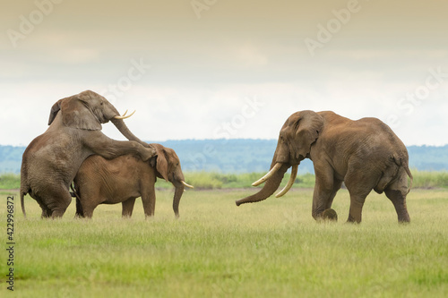 African elephant (Loxodonta africana) bull mating, threathened by competitor, Amboseli national park, Kenya. photo