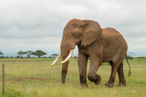 African elephant  Loxodonta africana  bull walking on savanna  Amboseli national park  Kenya.