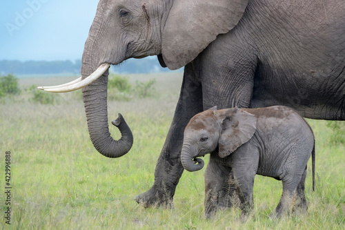 Canvas Print African elephant (Loxodonta africana) mother with baby walking on savanna, Amboseli national park, Kenya