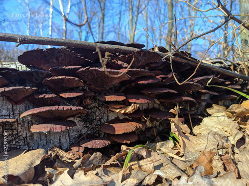 Mushrooms on a fallen tree in spring in the forest