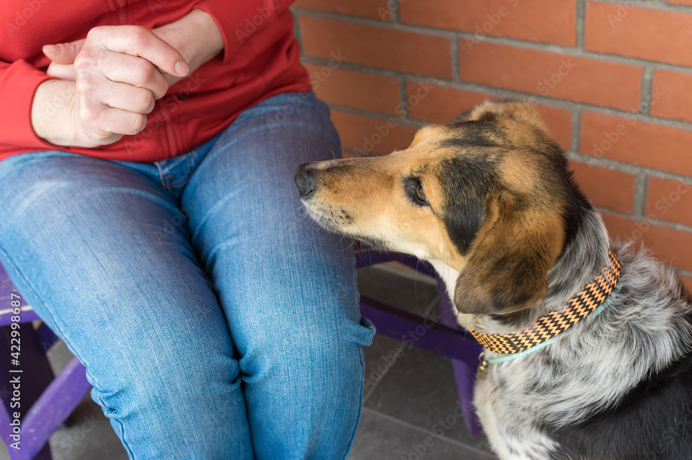 Portrait of  female mixed-breed dog looking on female master's hands  sitting on an old bench near orange brick wall.