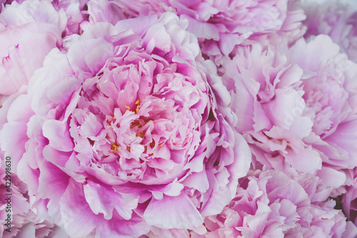 Fototapeta Naklejka Na Ścianę i Meble -  Bouquet of fresh fluffy pink peonies in full bloom, close up. Natural summery background. Floral texture for spring backdrop.