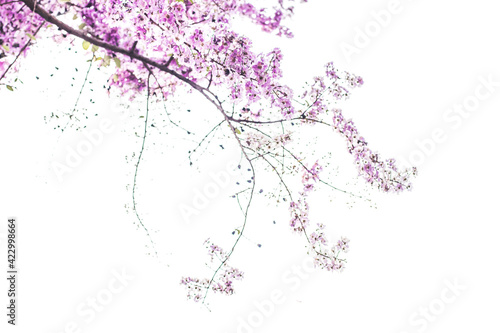  Elegance in Bloom: Selective Focus on Jacaranda Violet Flowers, Isolated on White Background