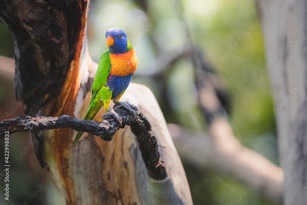 Obraz premium Portrait of a colourful tropical Rainbow Lorikeet (Trichoglossus moluccanus) parrot perched on a gum tree branch in the Daintree Rainforest, Queensland, Australia.