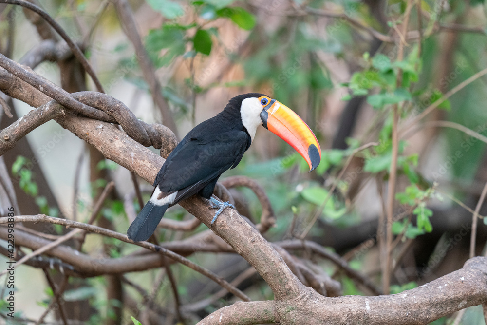 The Toco toucan (Ramphastos toco) The Toco toucan (Ramphastos toco)