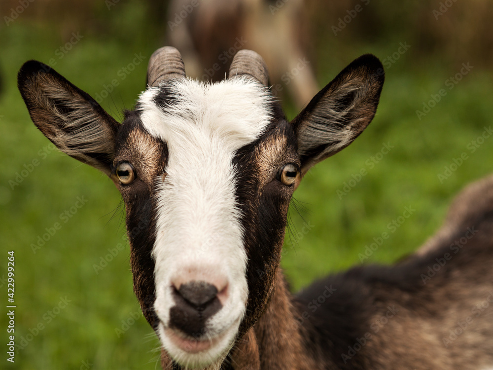 Goat's muzzle with brown eyes, ears, horns and white hair on his forehead Goat's muzzle with brown eyes, ears, horns and white hair on his forehead