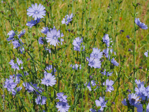Field of blue Chicory flowers. Common succory blossoms close up. Cichorium intybus flower  called as blue sailors  coffee weed  or wild endive is herbaceous  perennial plant in the family Asteraceae.