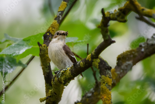 Selective focus photo. European pied flycatcher Bird. 