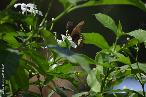 butterfly on a flower